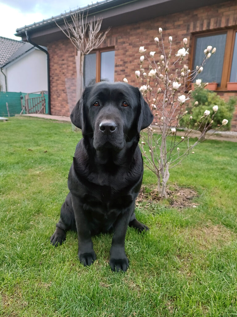 Bella - Hanny Blossoming Meadow