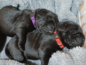 IMG_20250310_202541